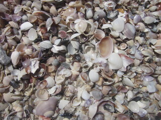 Shells