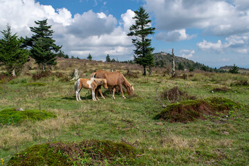 Two Ponies