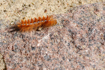 the caterpillar of the sycamore moth (Acronicta aceris) crawls on the granite cobblestones