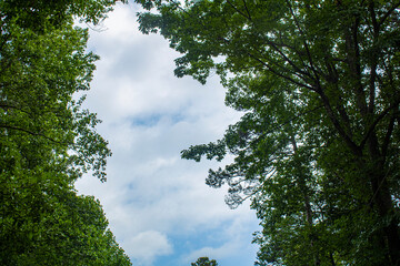 Obraz premium The cloud behind the green trees