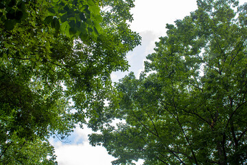 Fototapeta premium Green leaves and sky