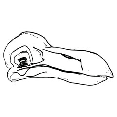 Skull of extinct bird dodo. (Raphus cucullatus). Hand drawn linear sketch. Black silhouette on white background. © Olena