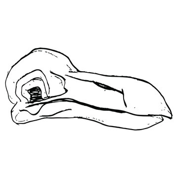 recommend clip art: Skull of extinct bird dodo. (Raphus cucullatus). Hand drawn linear sketch. Black silhouette on white background.