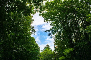 Fototapeta premium The sky through the trees