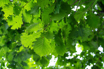 Fototapeta na wymiar Oak leaves against the sky. Natural background