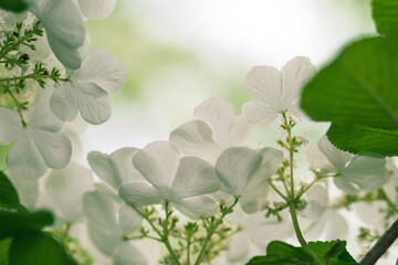 a flower lanas with a good blend of white and green.