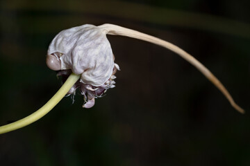 Organic garlic bulbils. Allium sativum. Plant in the garden