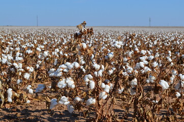 cotton in the field ready for harvest