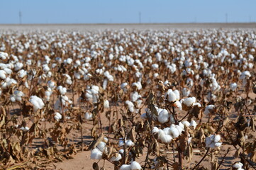 field of cotton ready for harvest