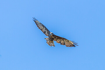 osprey in flight