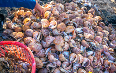 Sea crabs and paper snails after sea fishing are sold at coastal seafood markets in central Vietnam