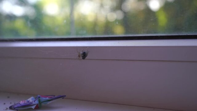 Fly got cought in the spder web and spider is trying to kill it