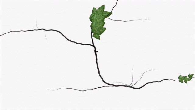 Animation - Ivy growing over a white background