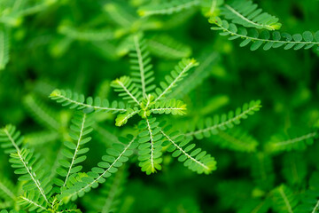 Phyllanthus niruri herb plant and other name, Seed-under-leaf, Phyllanthus amarus Schumach & Thonn.