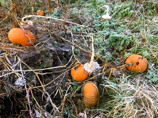 Beautifully grown pumpkins tossed on compost for too large harvest