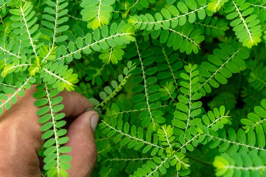 Phyllanthus niruri herb plant and other name, Seed-under-leaf, Phyllanthus amarus Schumach & Thonn.