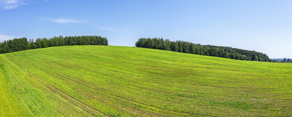 rural landscape with green agricultural fields under blue sky on summer day. aerial panoramic view. 