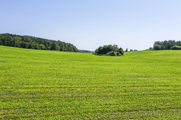 countryside landscape with cultivated green field under clear blue sky. sunny summer day. aerial photo