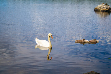 Beautiful pelicans on the lake