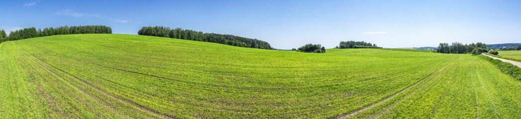 green fields and forest with blue sky. summer countryside landscape. aerial wide panoramic view.