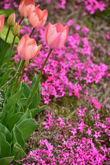 チューリップと芝桜