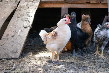 Chickens and hens on the farm in the hen house. Rustic barn in village