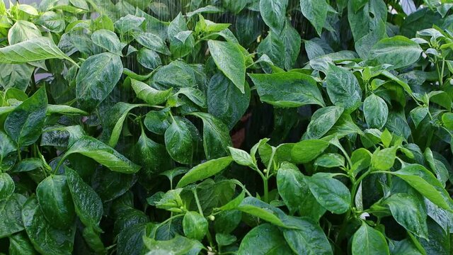 watering plants of peper slow motion
