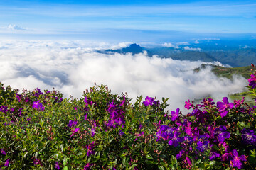 Sea of fog on the mountain have violet blossom flower foreground on the morning.