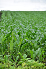 初夏のトウモロコシ畑