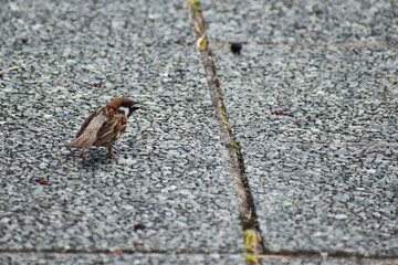 歩道でさえずるスズメの幼鳥
