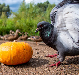 Adorable big birds and pumpkins in the autumn garden. Autumn seasonal background with yellow pumpkin and dove wings. Halloween pumpkin with birds.