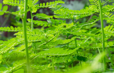 Phyllanthus niruri herb plant and other name, Seed-under-leaf, Phyllanthus amarus Schumach & Thonn.