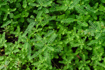 Phyllanthus niruri herb plant and other name, Seed-under-leaf, Phyllanthus amarus Schumach & Thonn,top view.