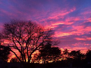 sunset and silhouette in the trees