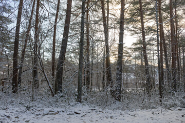 White snow with forest trees on mountain hill in winter season in Japan.