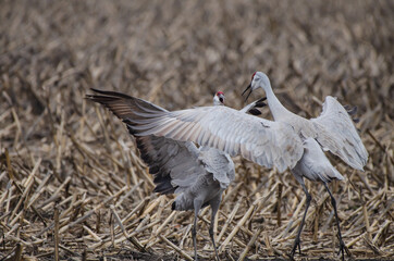 sandhill crane dancing