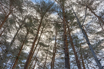 Fototapeta premium White snow with forest trees on mountain hill in winter season in Japan.