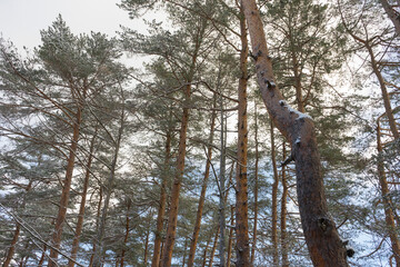 White snow with forest trees on mountain hill in winter season in Japan.