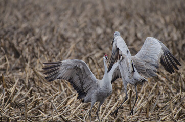Sandhill crane courtship dance © KarthikMani