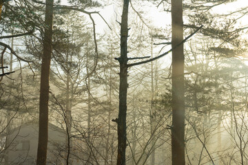 White snow with forest trees on mountain hill in winter season in Japan.