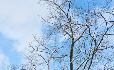 White snow with forest trees on mountain hill in winter season in Japan.