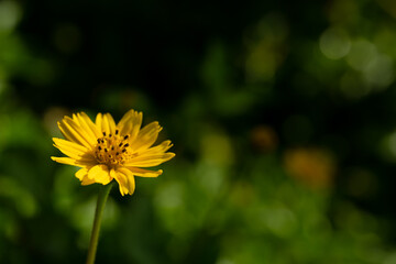 Sphagneticola flower trilobata that gets light in the morning sun.