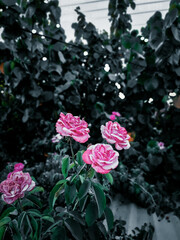 pink rose bush