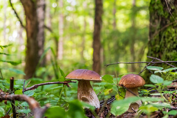 Two wild cep mushrooms in the forest among the grass
