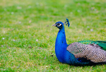 Naklejka premium The royal beauty of the jungle. Peacock bird. Peacock or male peafowl with extravagant plumage. Beautiful peacock with eyespotted tail feathers. Wild peacock walking on green grass.
