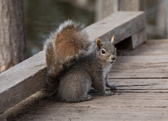 Grey squirrel on a man made wooden bridge over a lake. The squirrel is looking at the camera. 