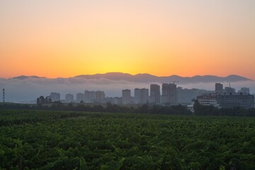 dawn, city, vineyards