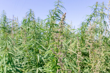 Wild marijuana bushes field. Сannabis plant hemp