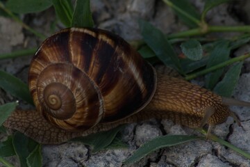 snail