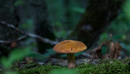mushroom in the grass
